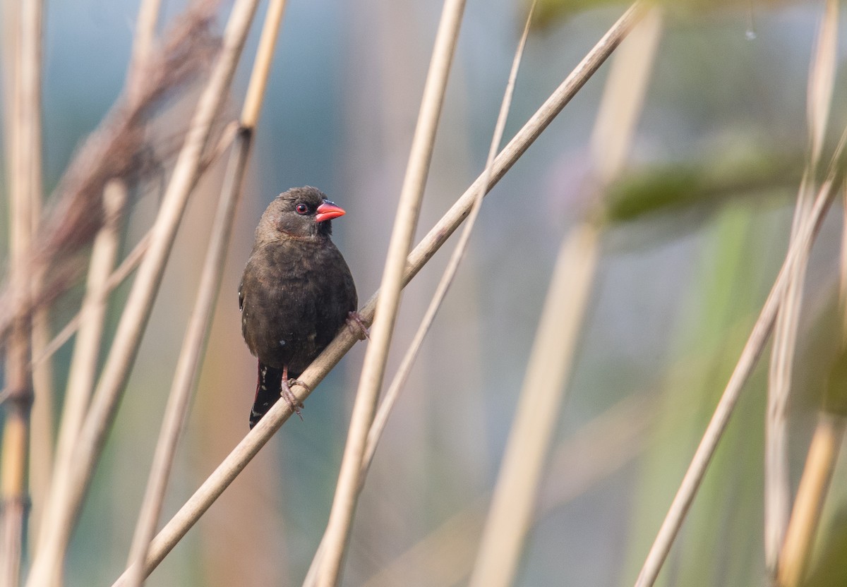 Red Avadavat - ML635311536