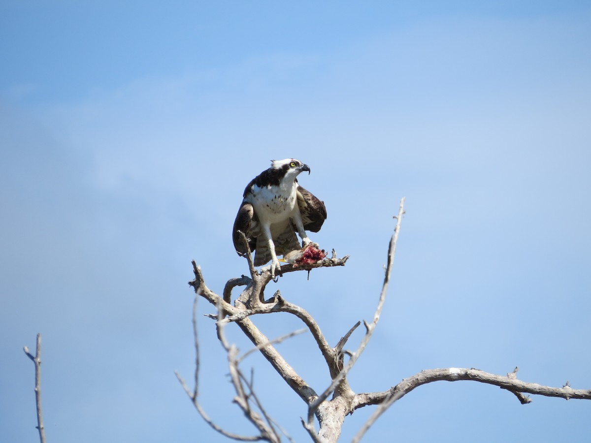 Osprey - ML635311623