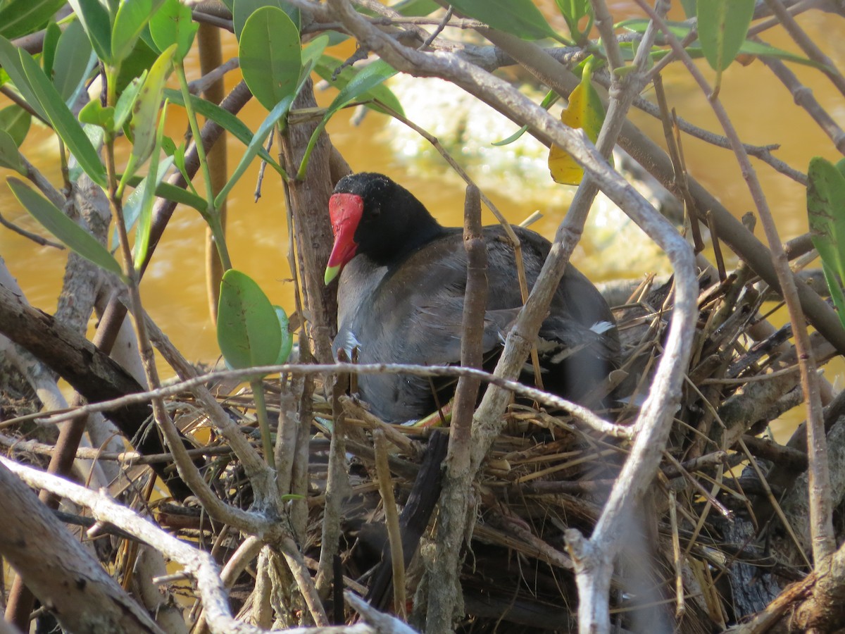 Common Gallinule - ML635311672