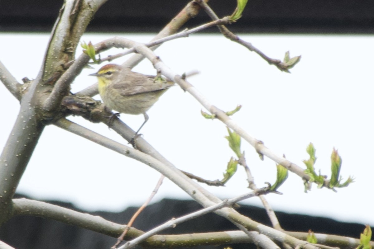 Palm Warbler - ML635311735