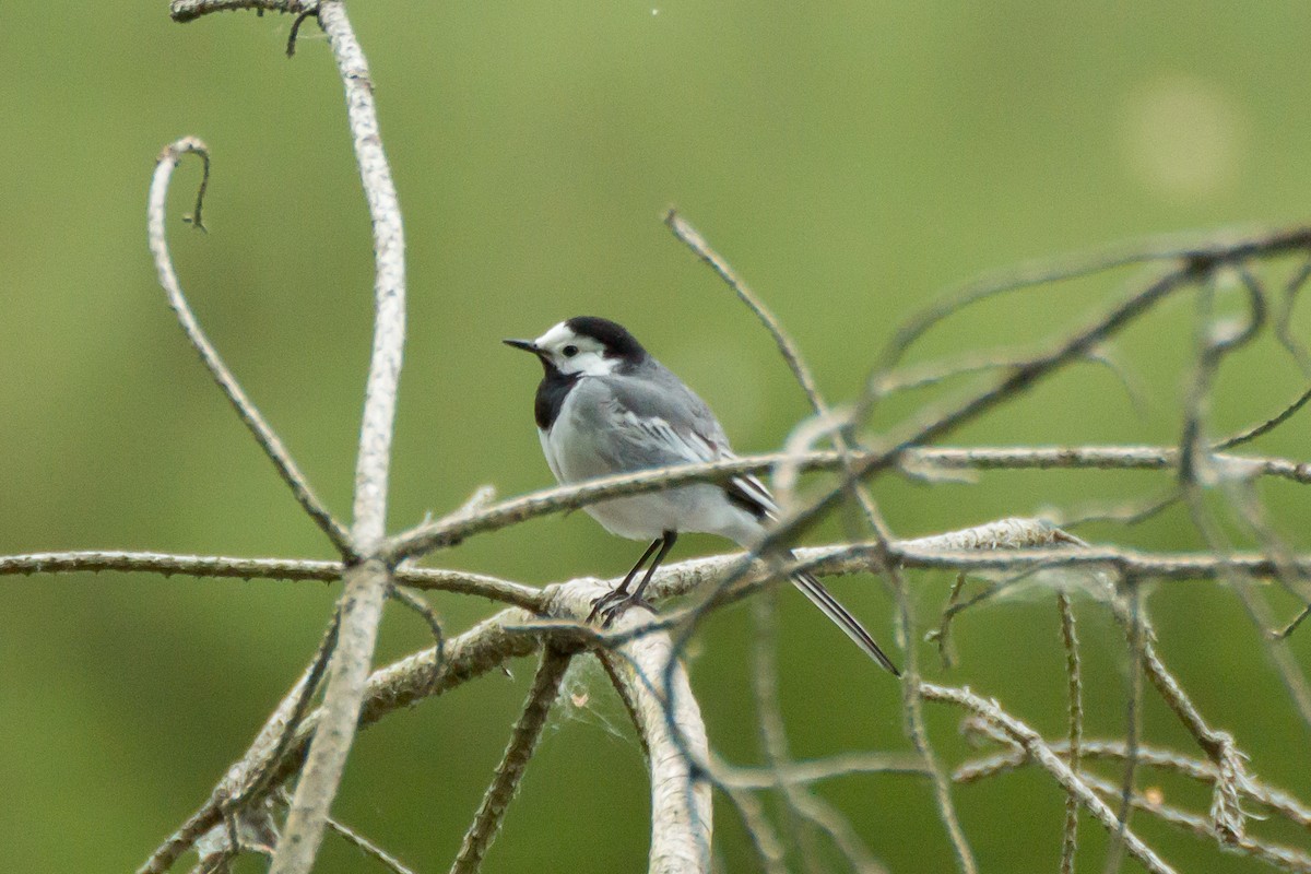 White Wagtail - ML635311770