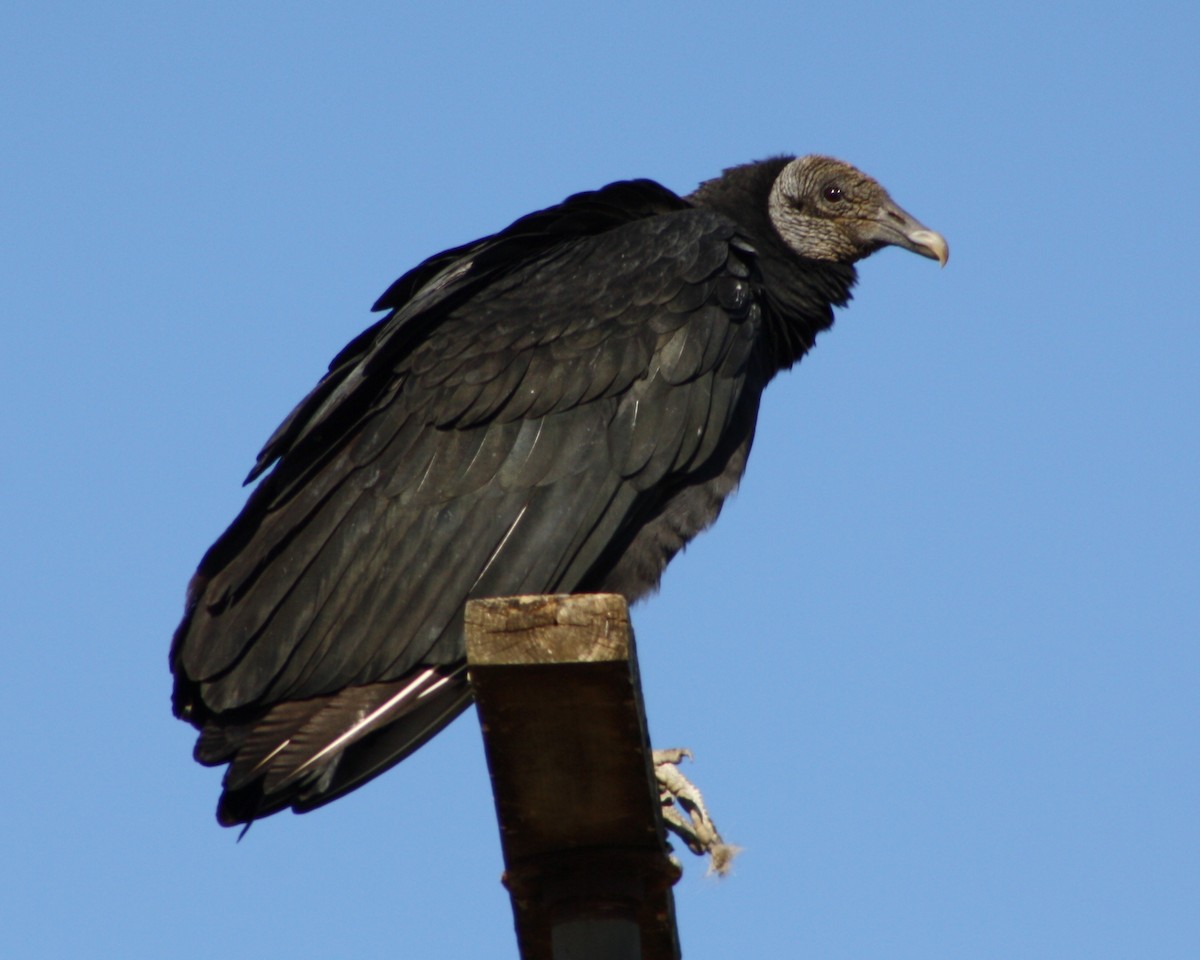Black Vulture - ML635311785