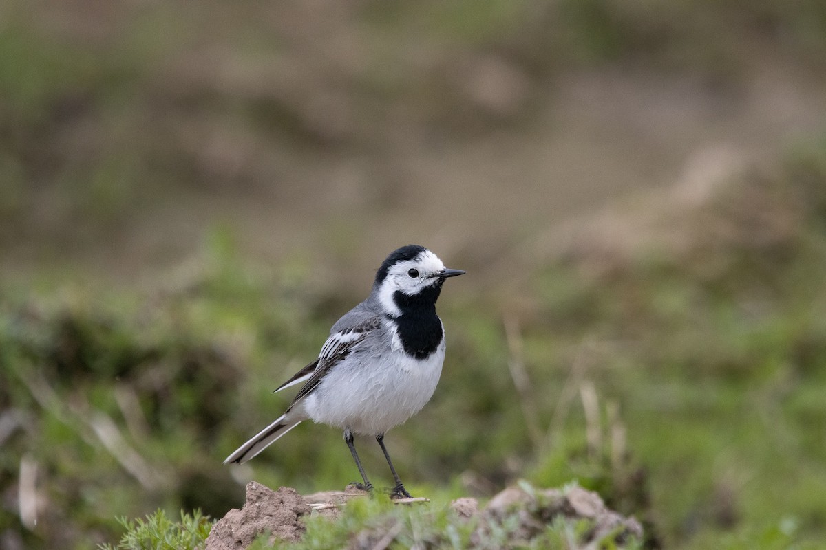White Wagtail - ML635311805