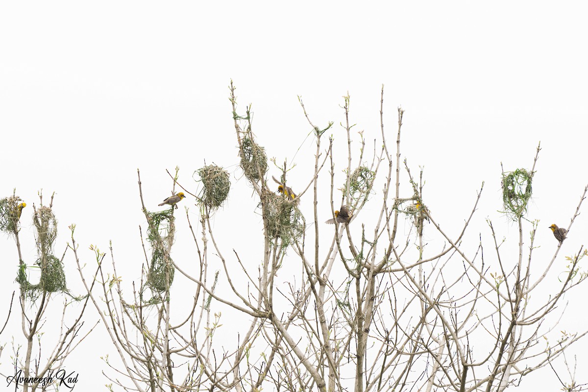 Finn's Weaver - ML635311815