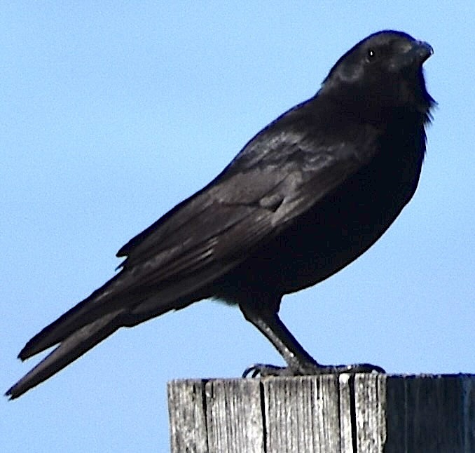 Fish Crow - ML635311850
