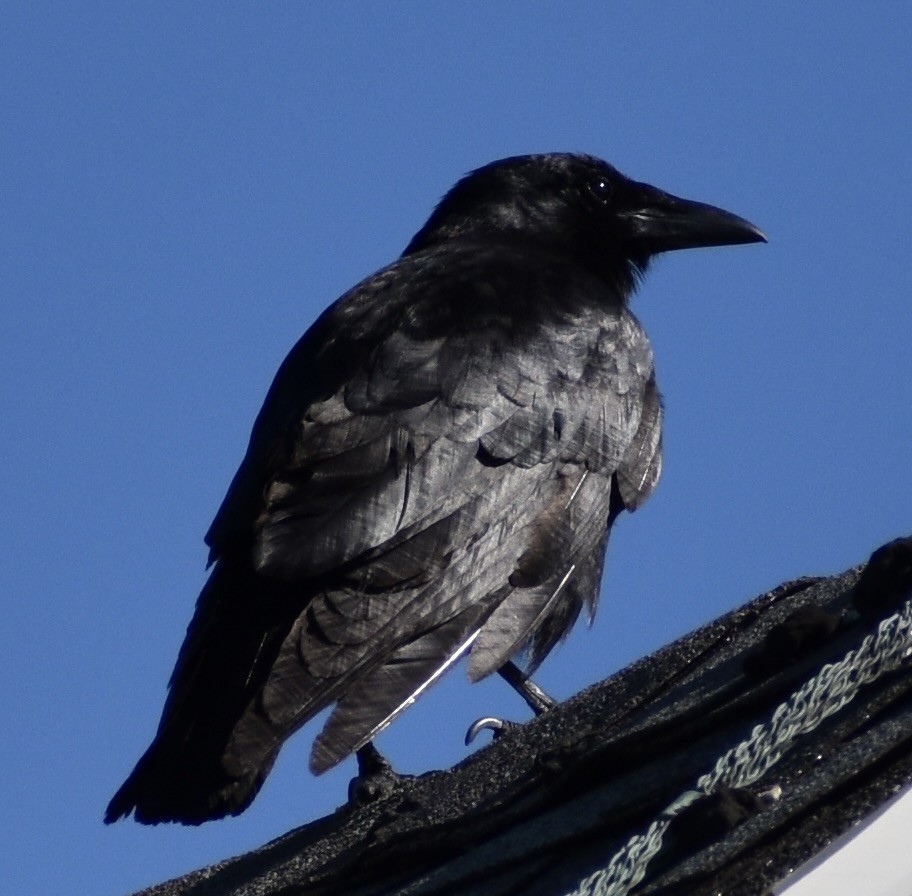 Fish Crow - ML635311852