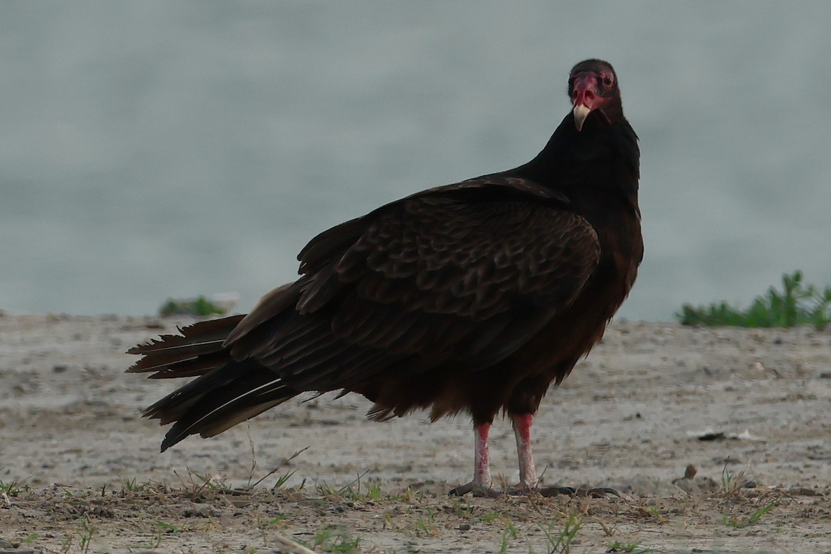 Turkey Vulture - ML635311883