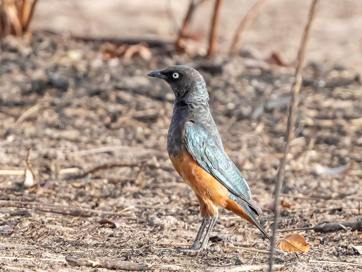 Chestnut-bellied Starling - ML635312043