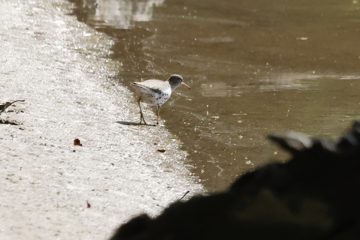 アメリカイソシギ - ML635312133