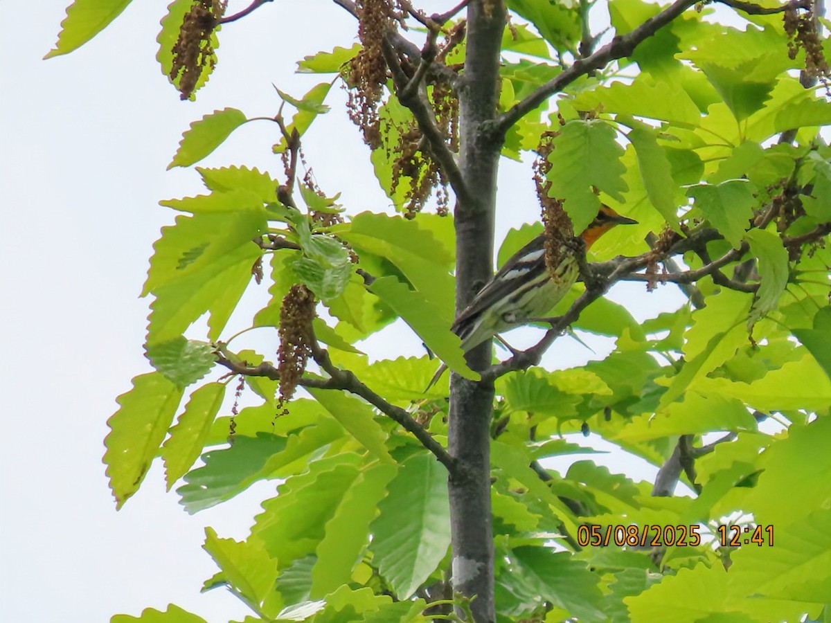 Blackburnian Warbler - ML635312148