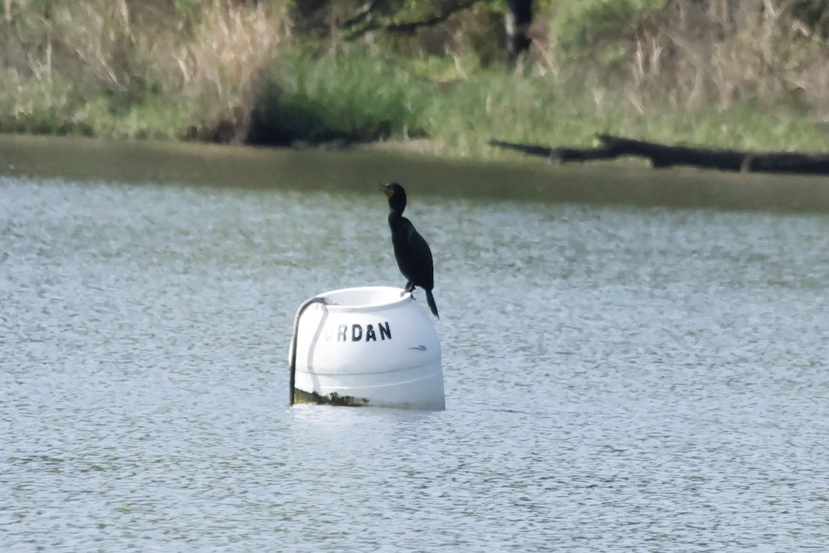 ミミヒメウ - ML635312149