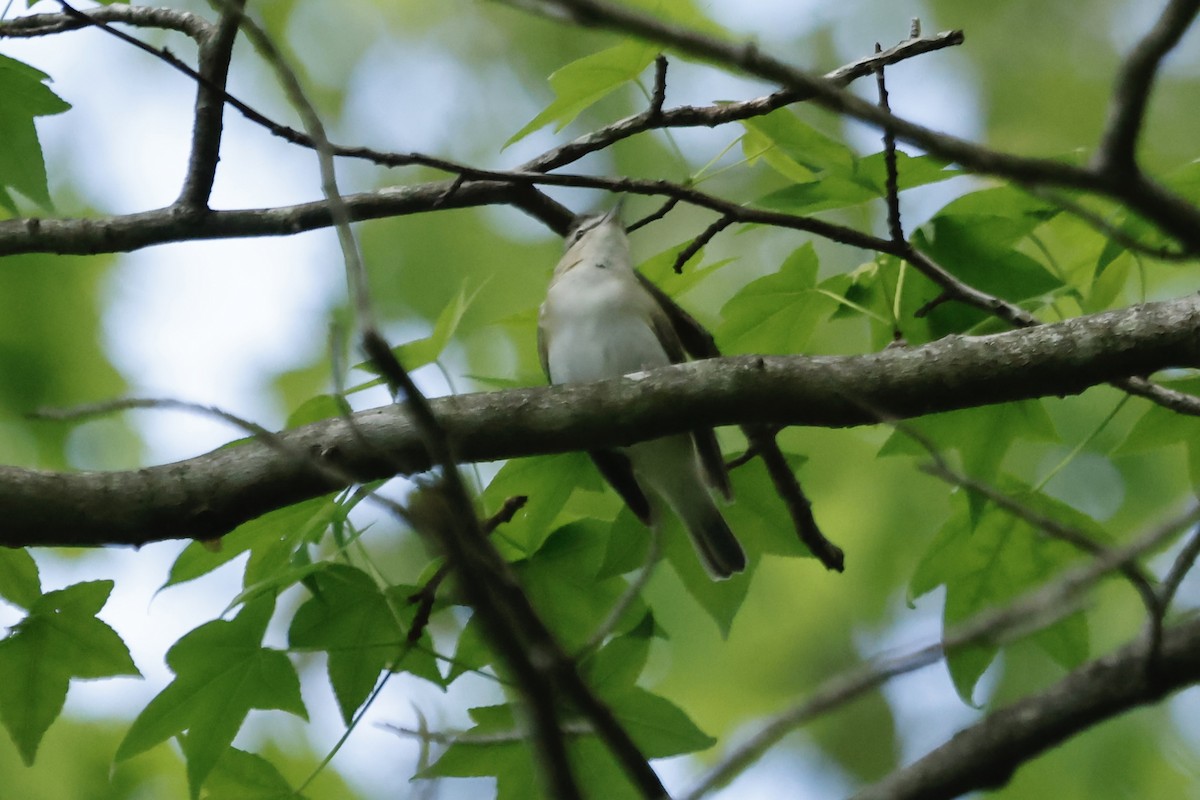 アカメモズモドキ - ML635312161