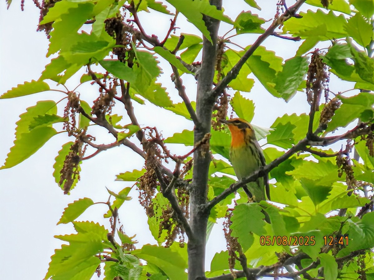 Blackburnian Warbler - ML635312162