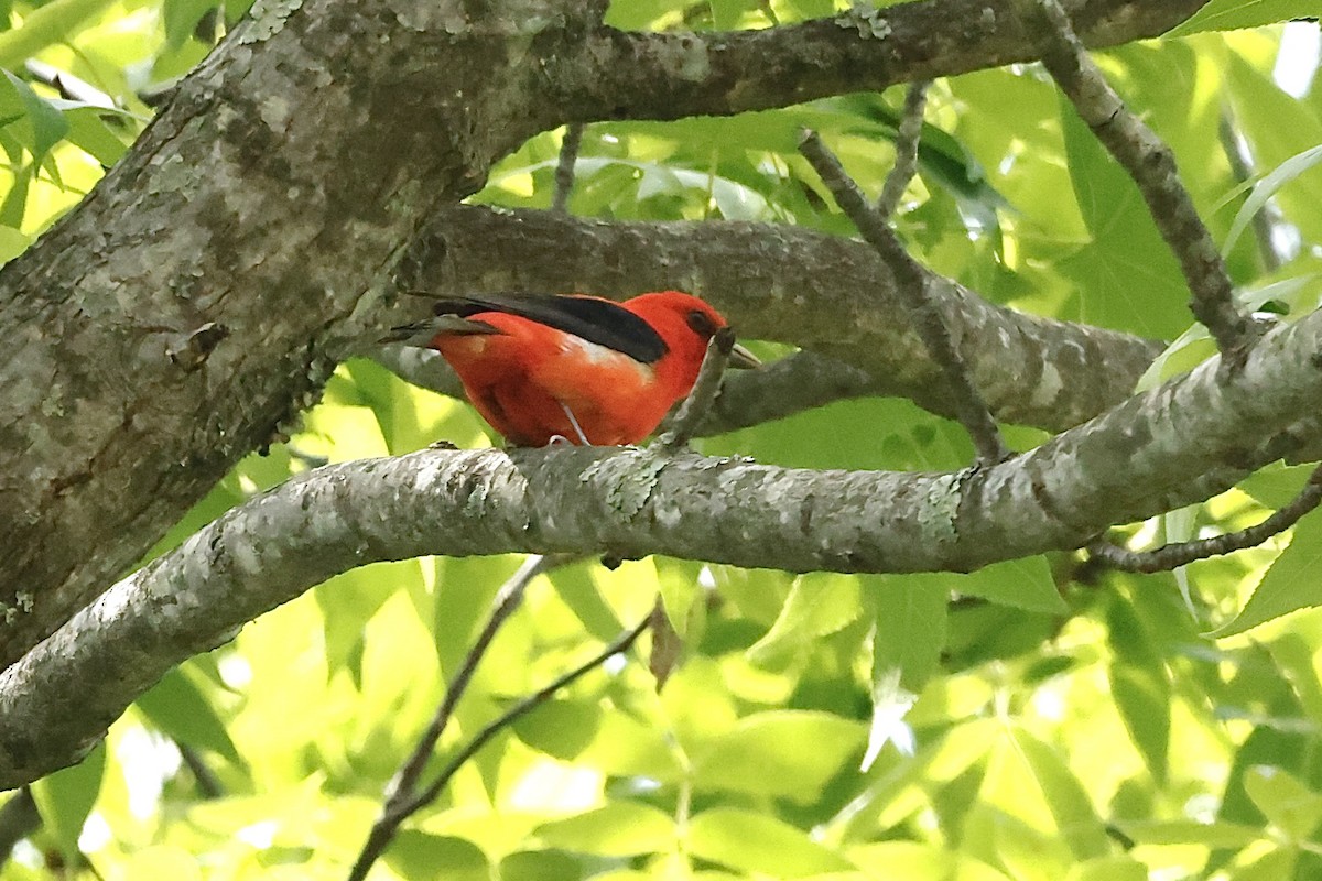 アカフウキンチョウ - ML635312174