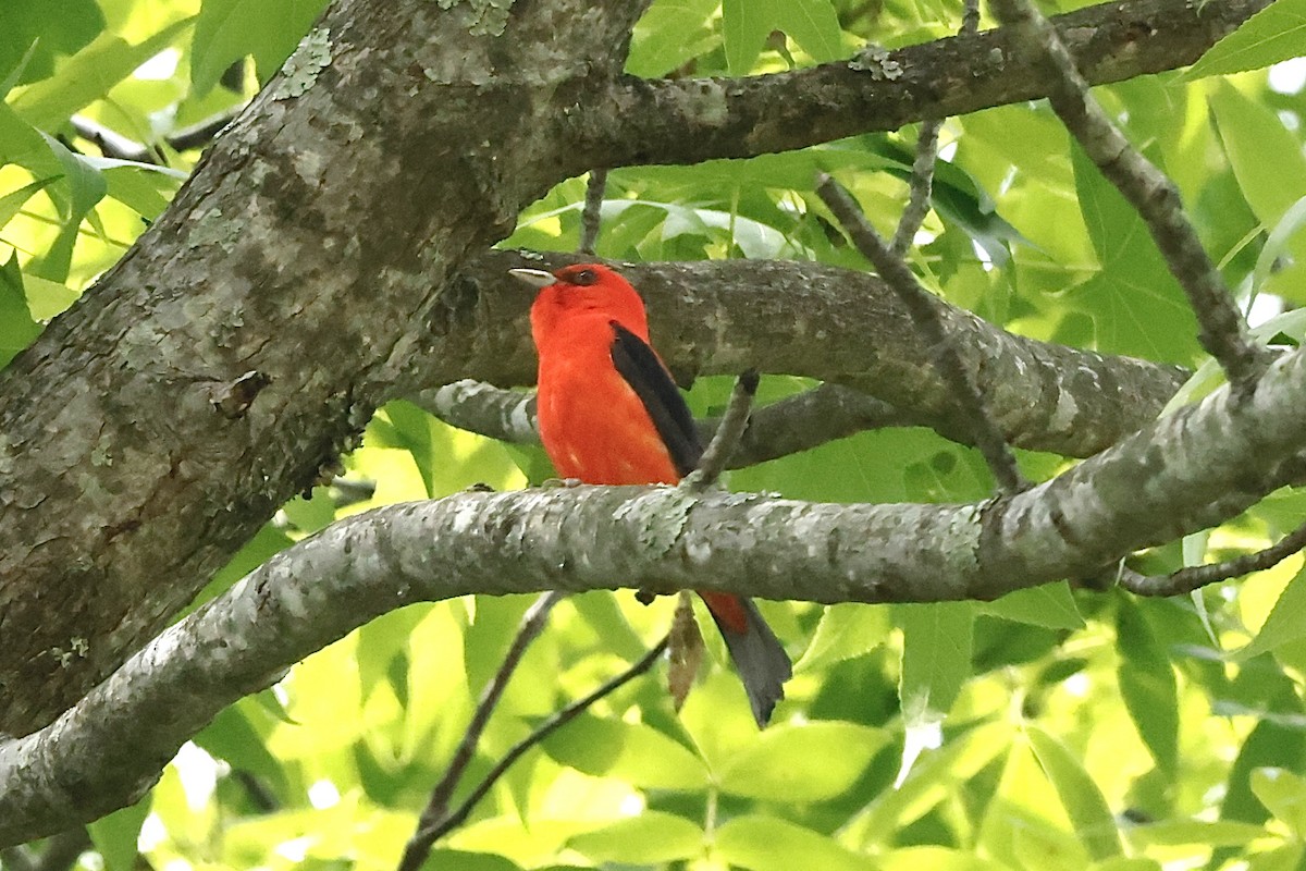 アカフウキンチョウ - ML635312175