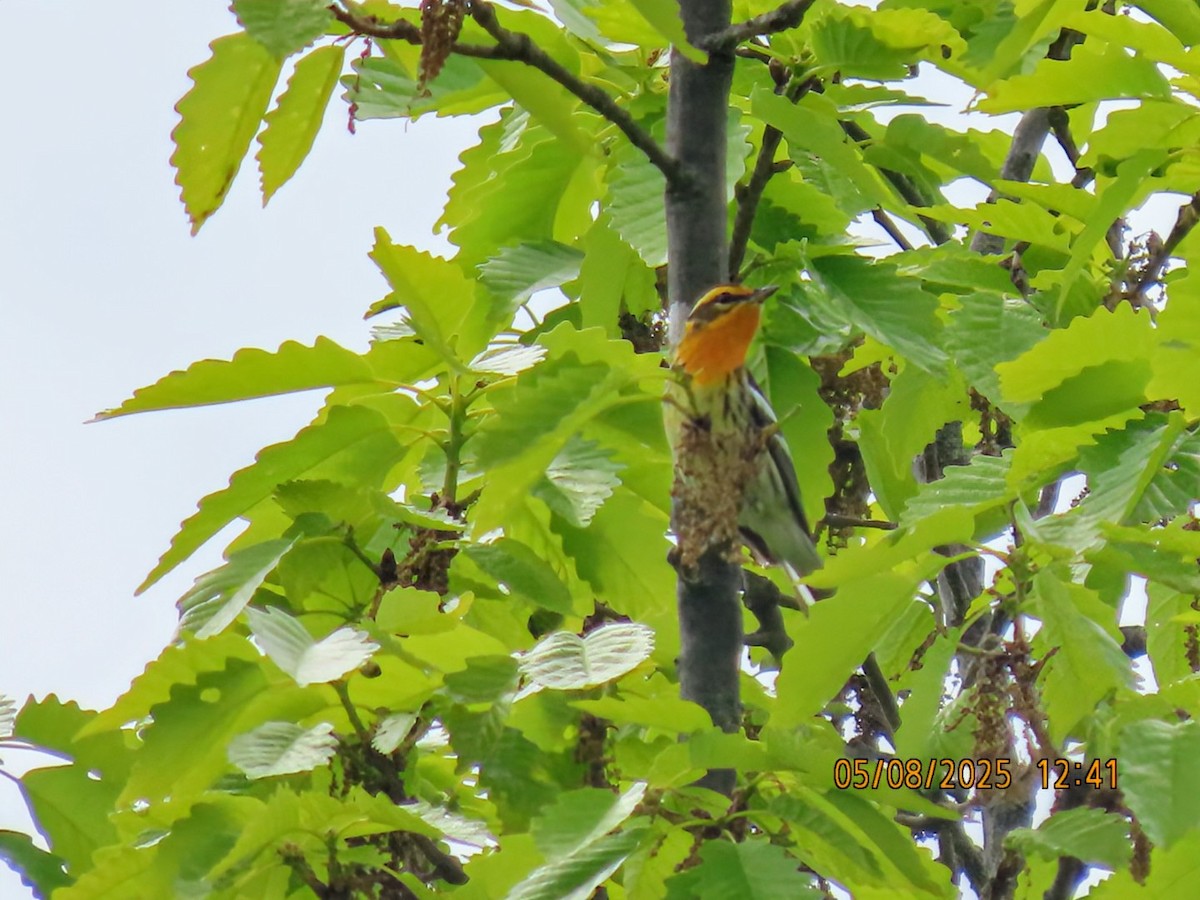 Blackburnian Warbler - ML635312176