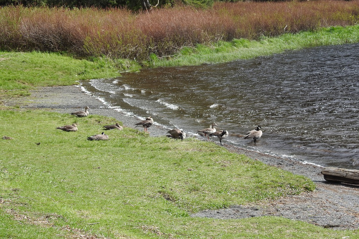 Cackling Goose (minima) - ML635312180