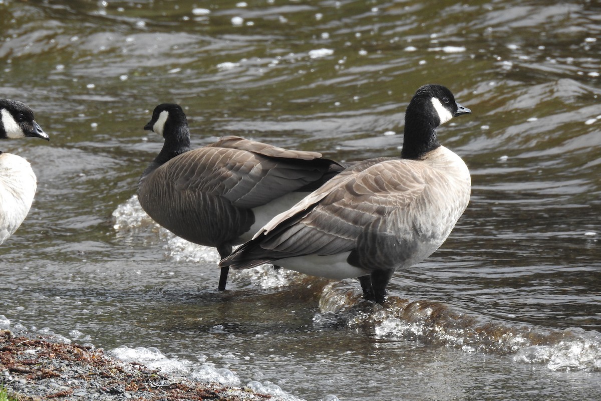 Cackling Goose (minima) - ML635312181