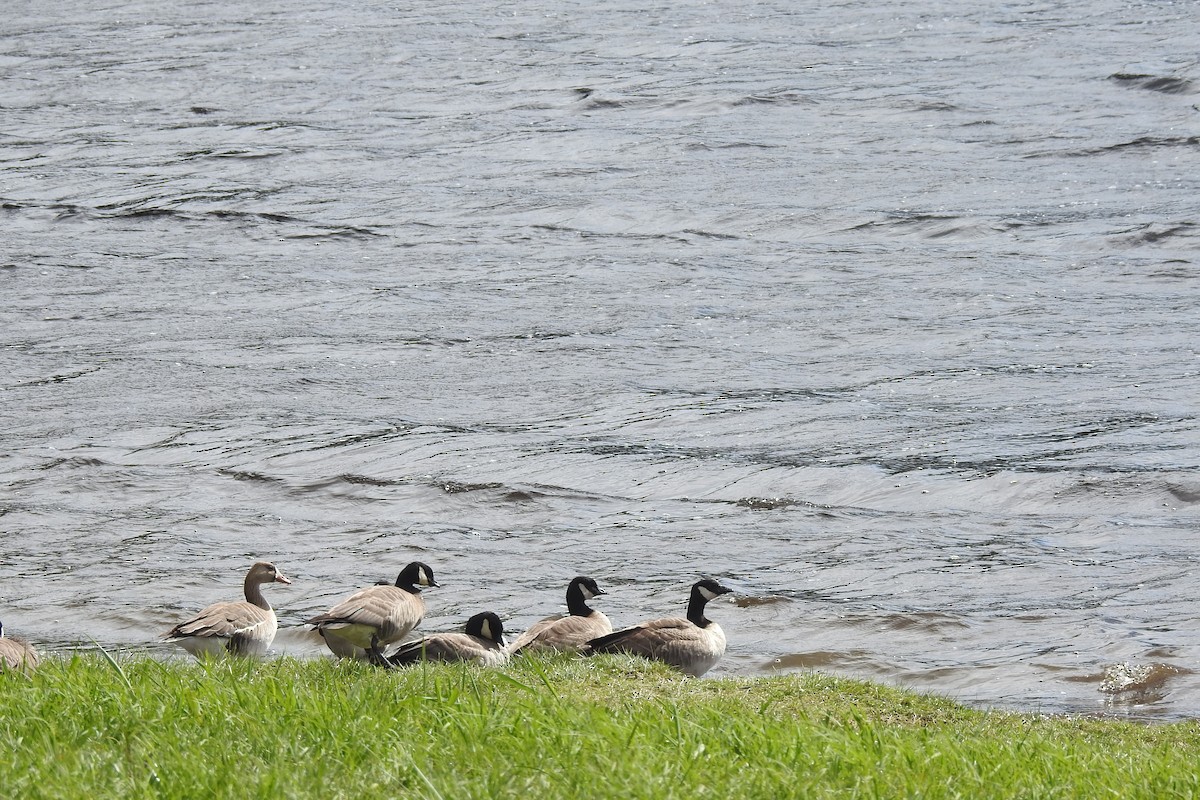 Cackling Goose (minima) - ML635312182