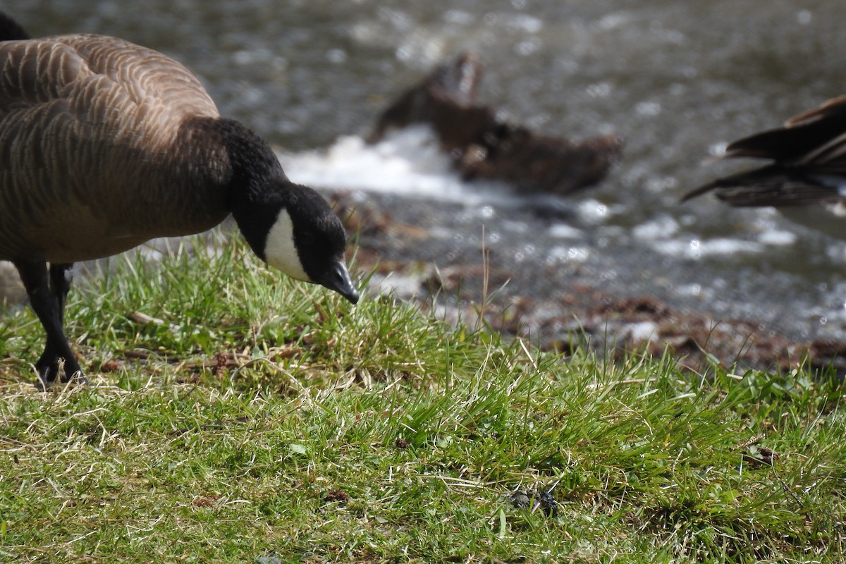 Cackling Goose (minima) - ML635312183