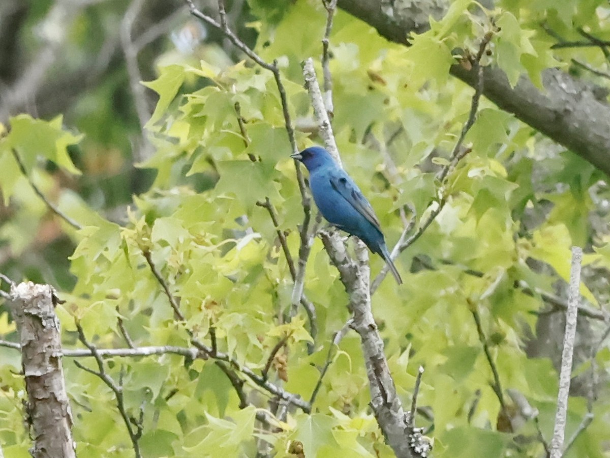 ルリノジコ - ML635312187