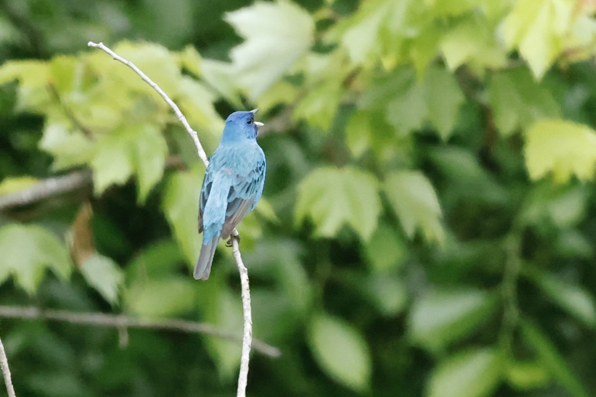 ルリノジコ - ML635312188