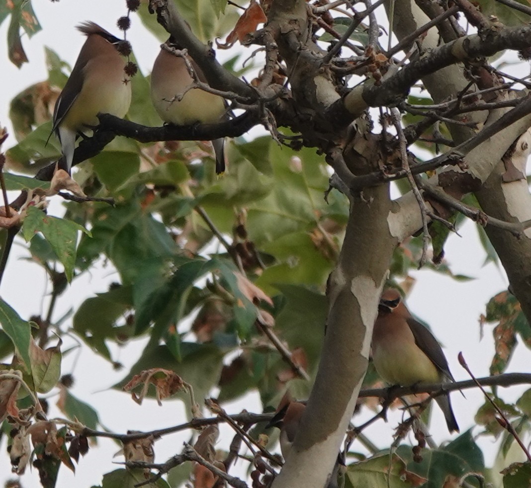 Cedar Waxwing - ML635312264