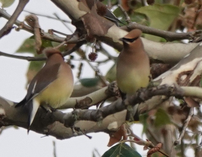 Cedar Waxwing - ML635312265