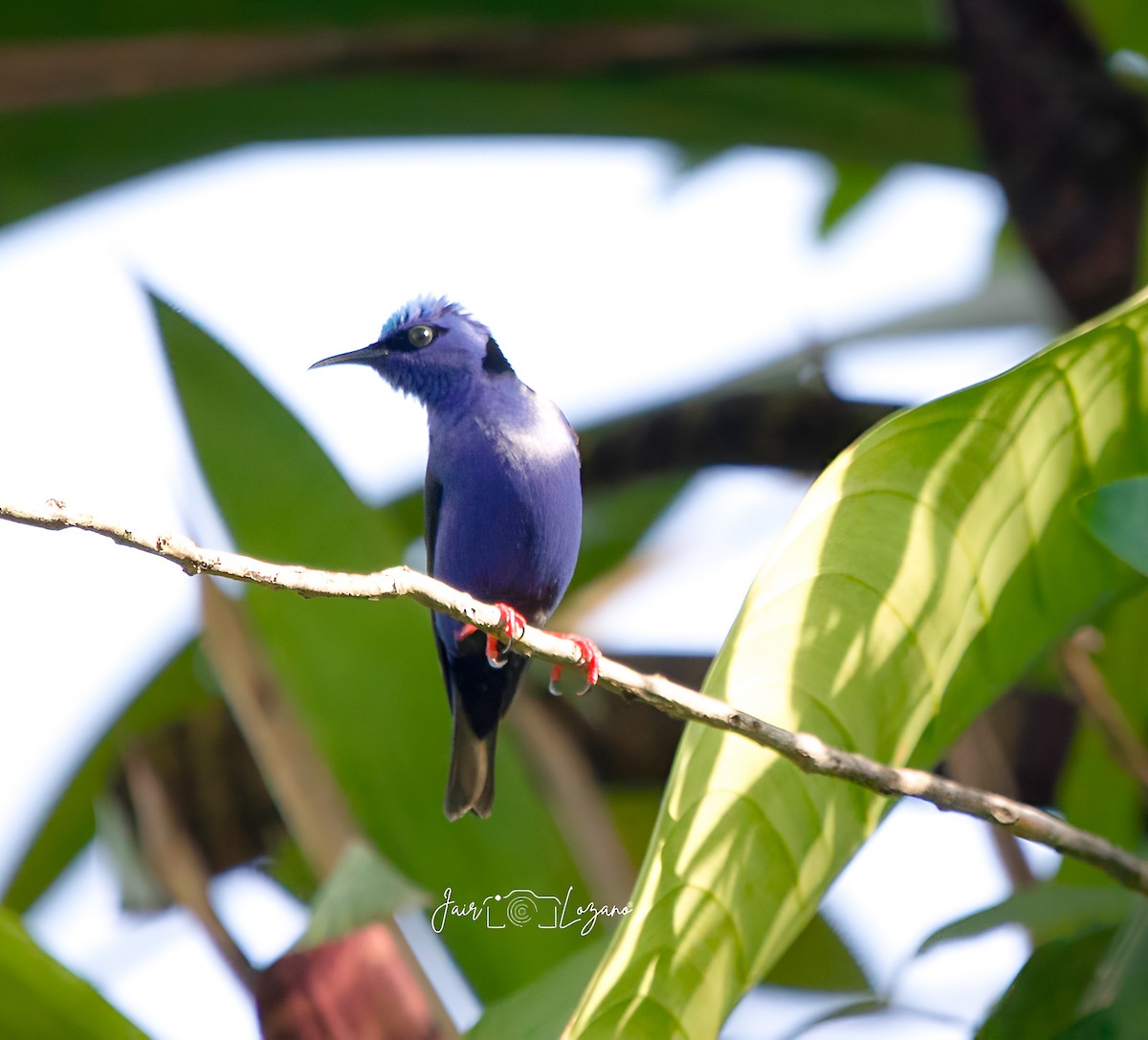 Red-legged Honeycreeper - ML635312267