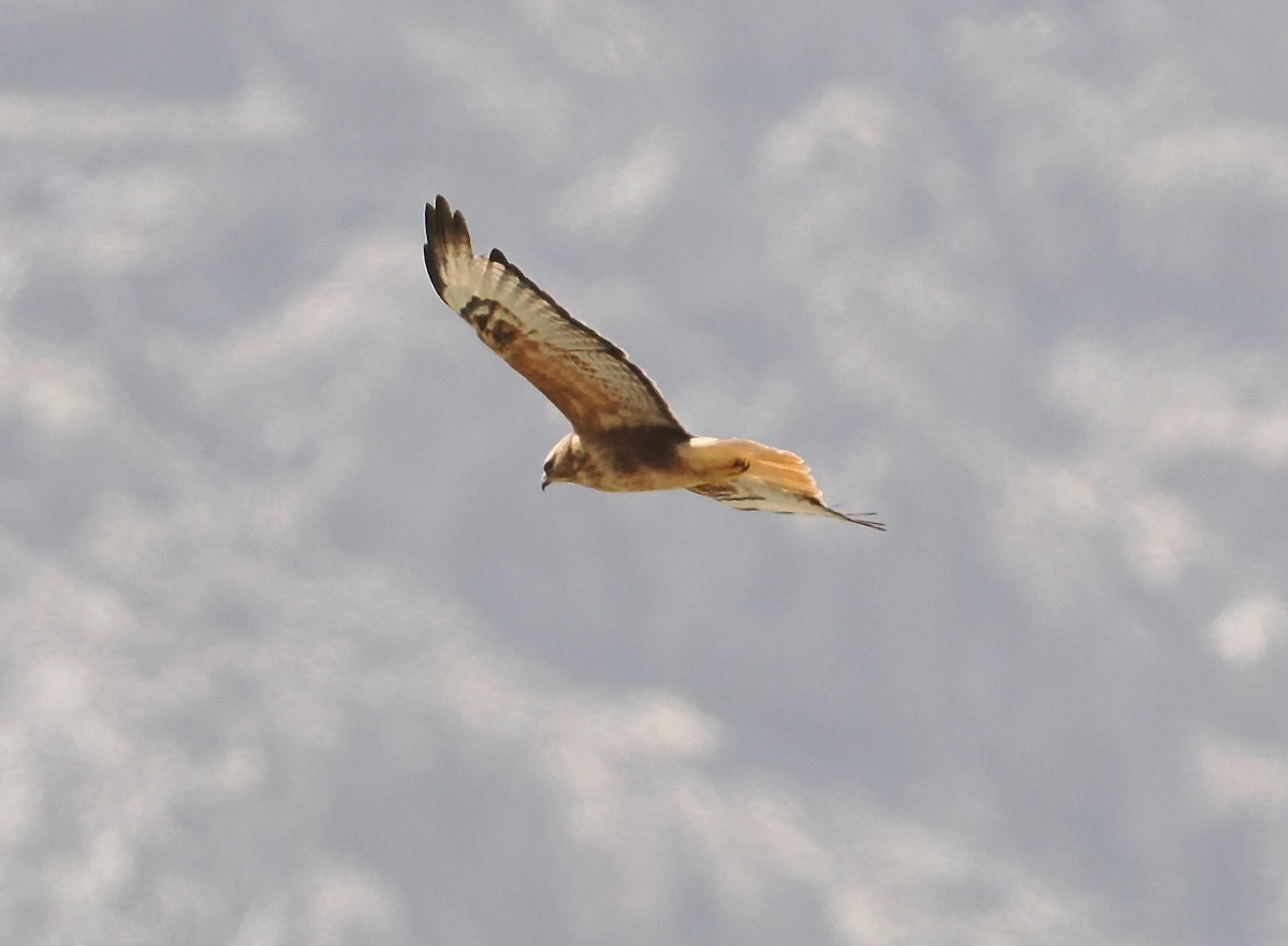 Poiana codabianca - ML635312320