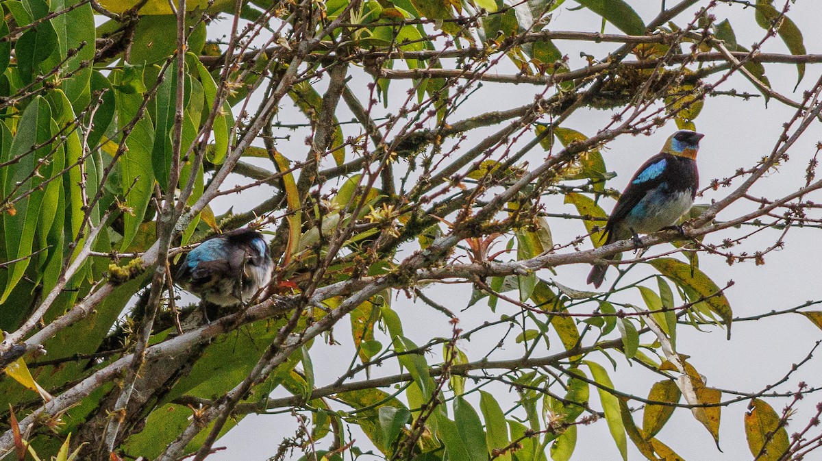 Golden-hooded Tanager - ML635312323
