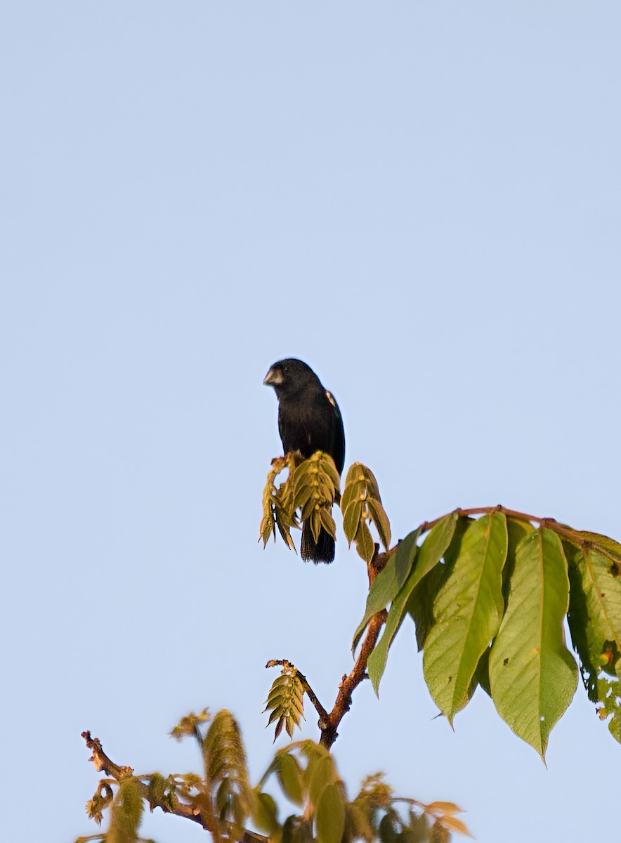 Variable Seedeater - ML635312397