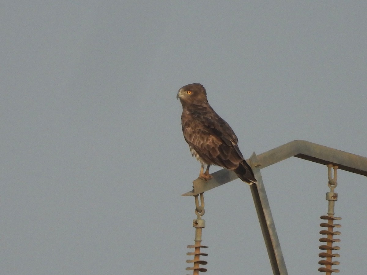 Short-toed Snake-Eagle - ML635312432