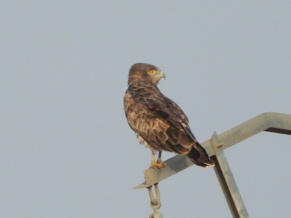 Short-toed Snake-Eagle - ML635312433
