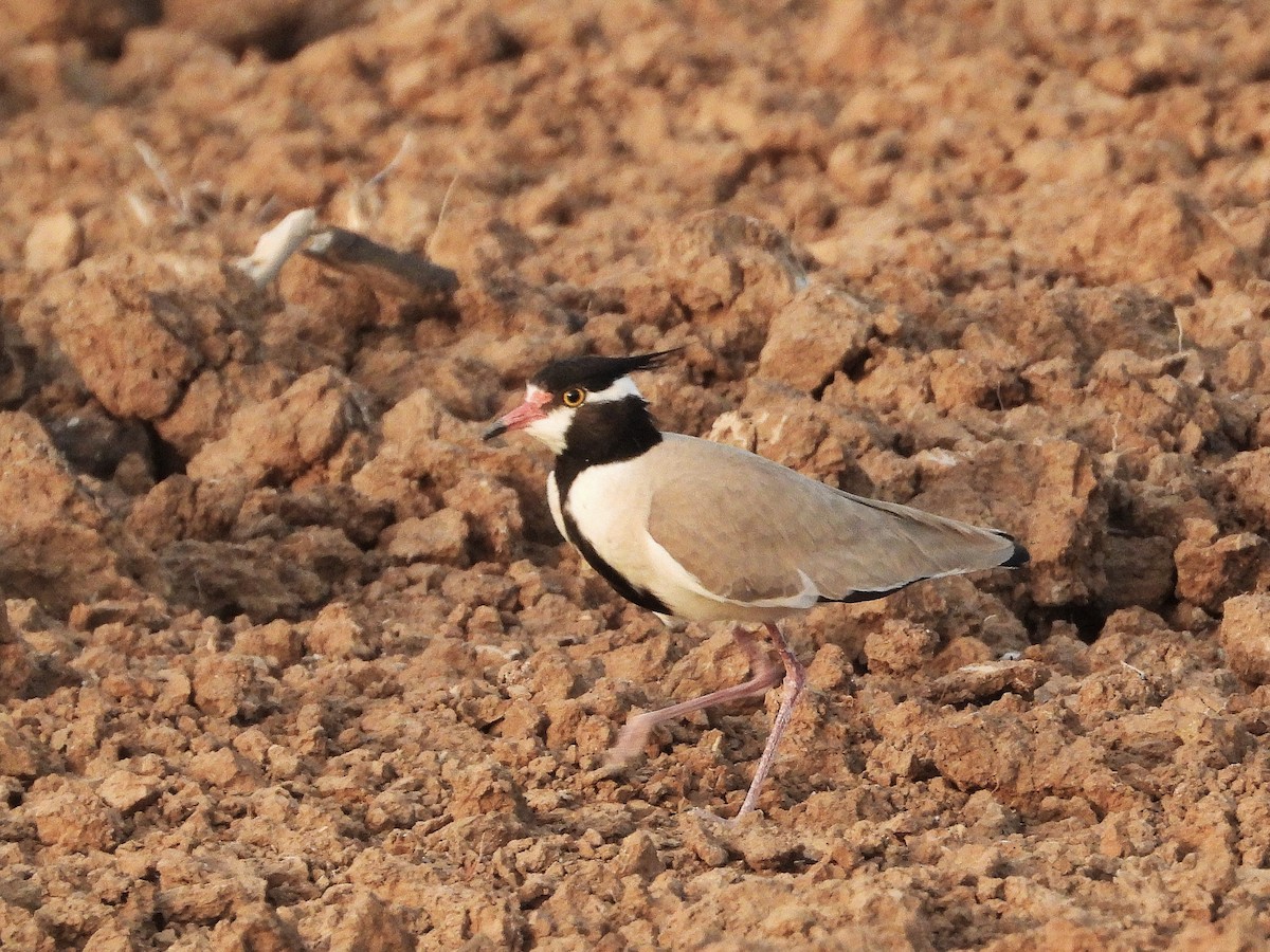 Black-headed Lapwing - ML635312456