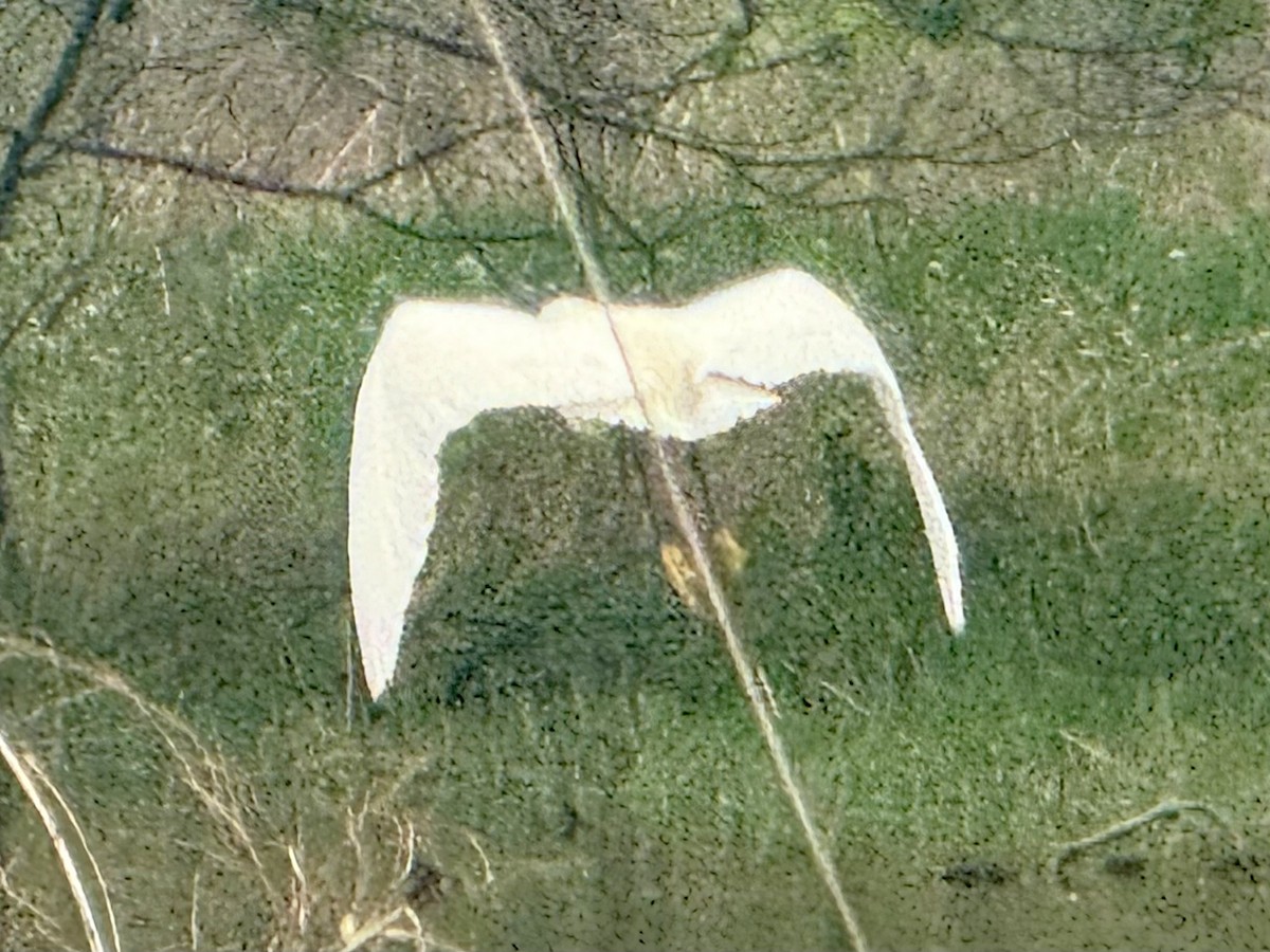 Snowy Egret - ML635312457