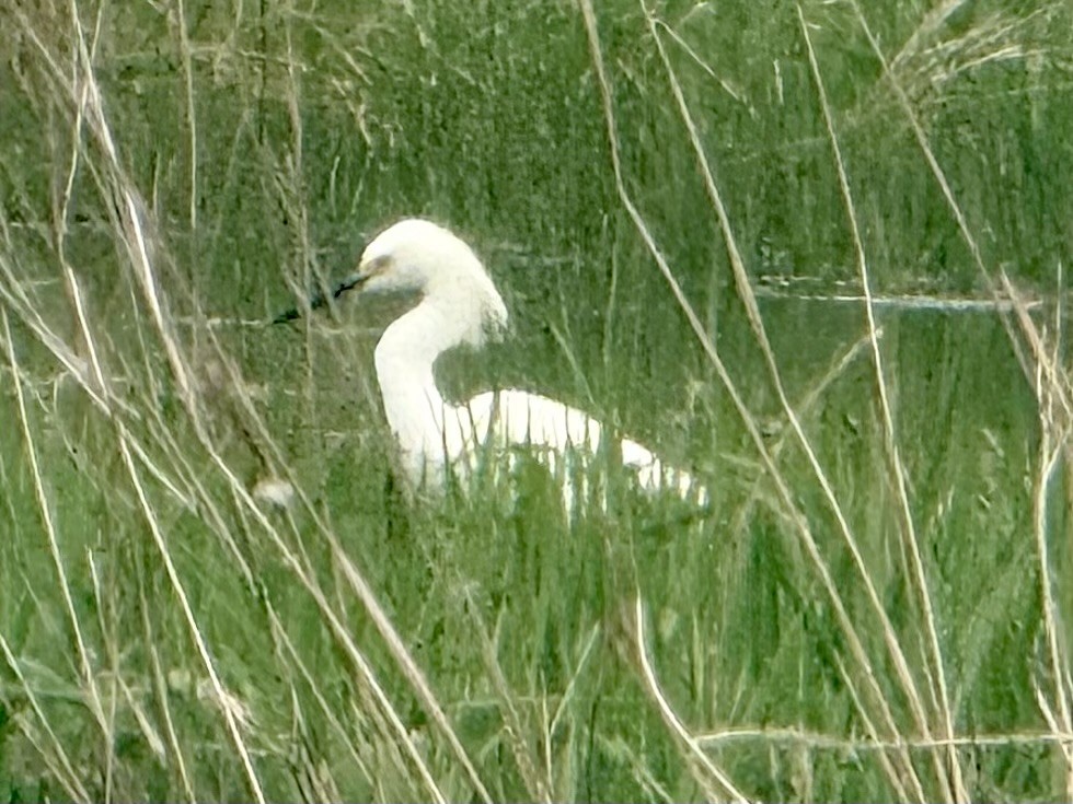 Snowy Egret - ML635312458