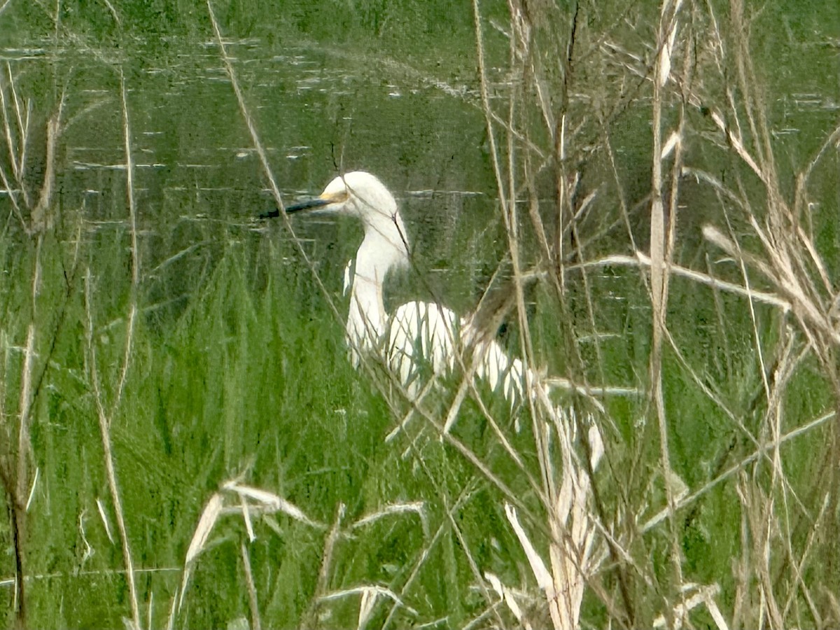 Snowy Egret - ML635312459
