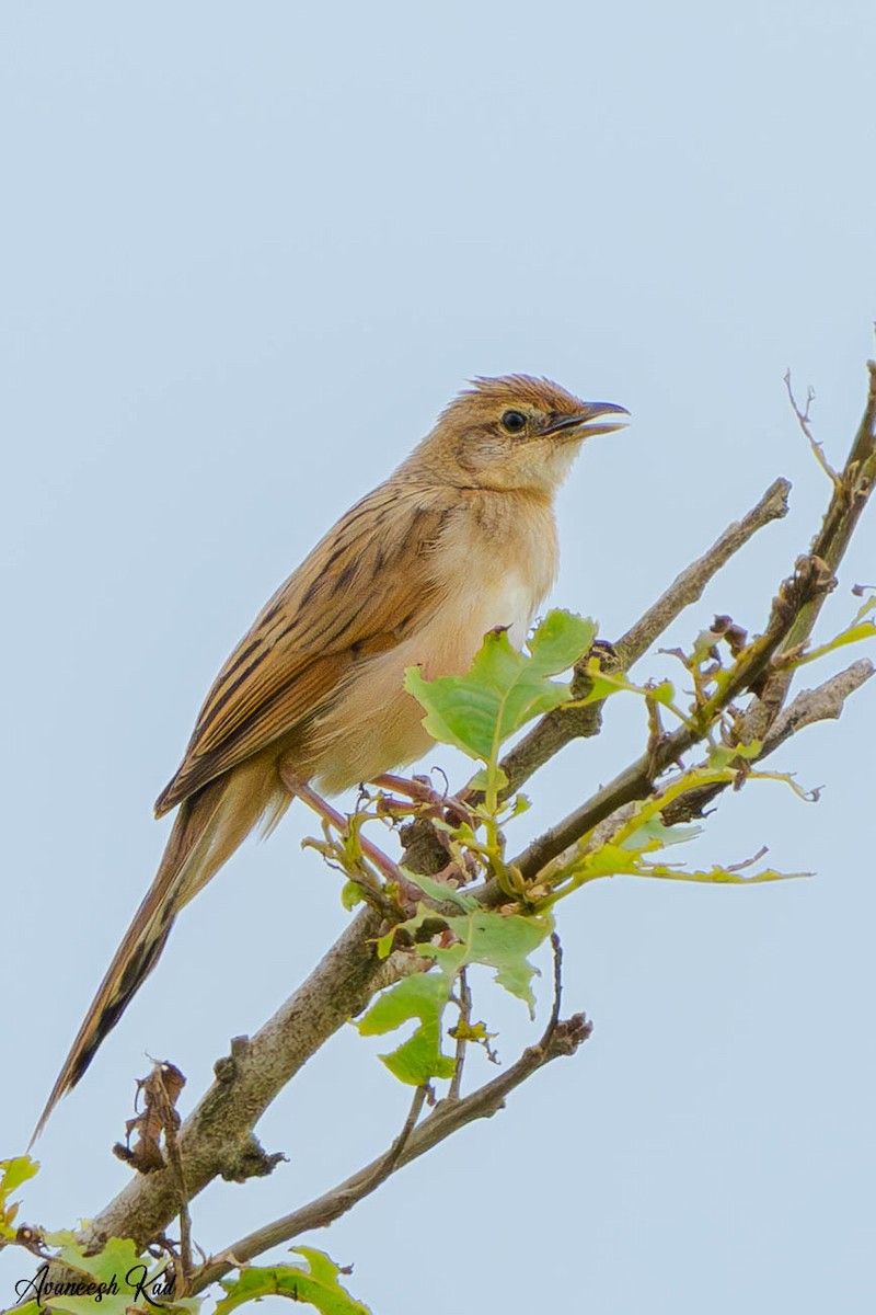 Bristled Grassbird - ML635312468