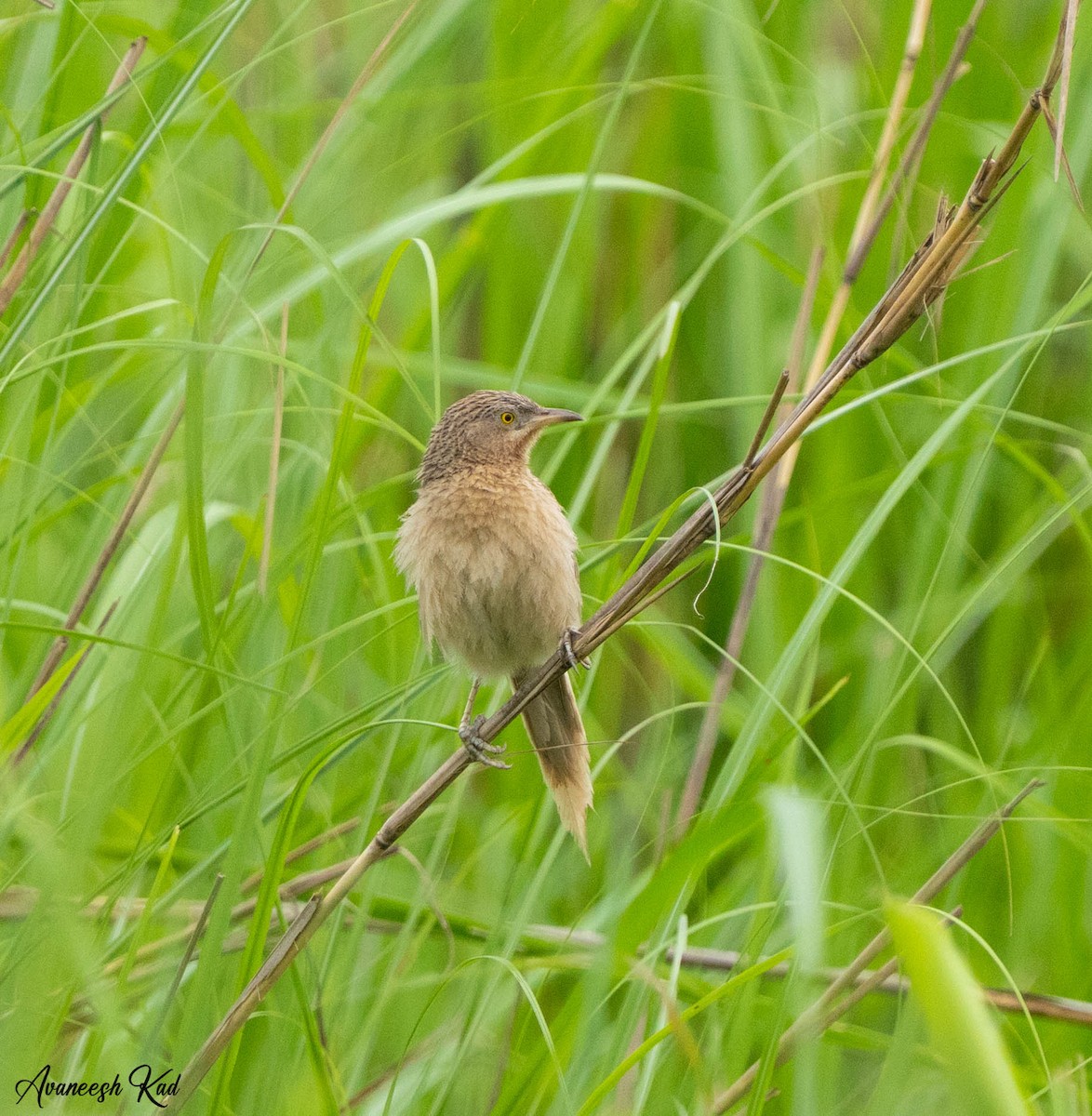 Striated Babbler - ML635312472