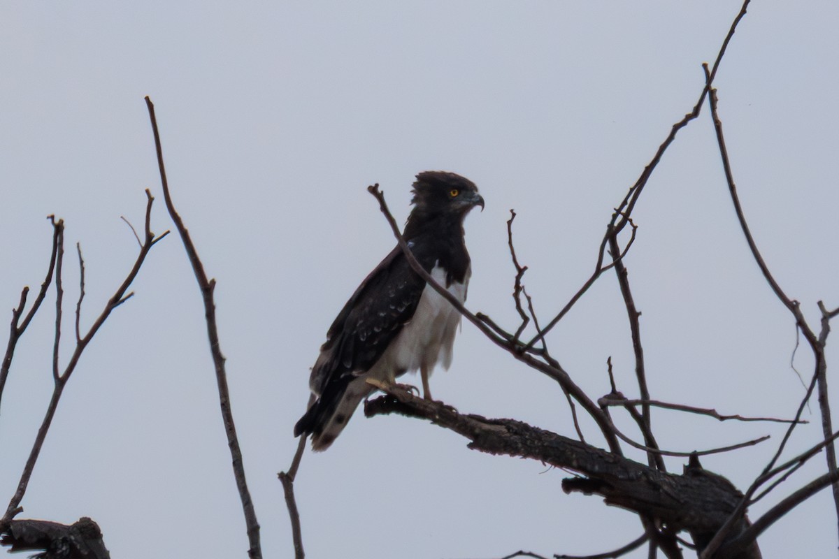 Black-chested Snake-Eagle - ML635312473