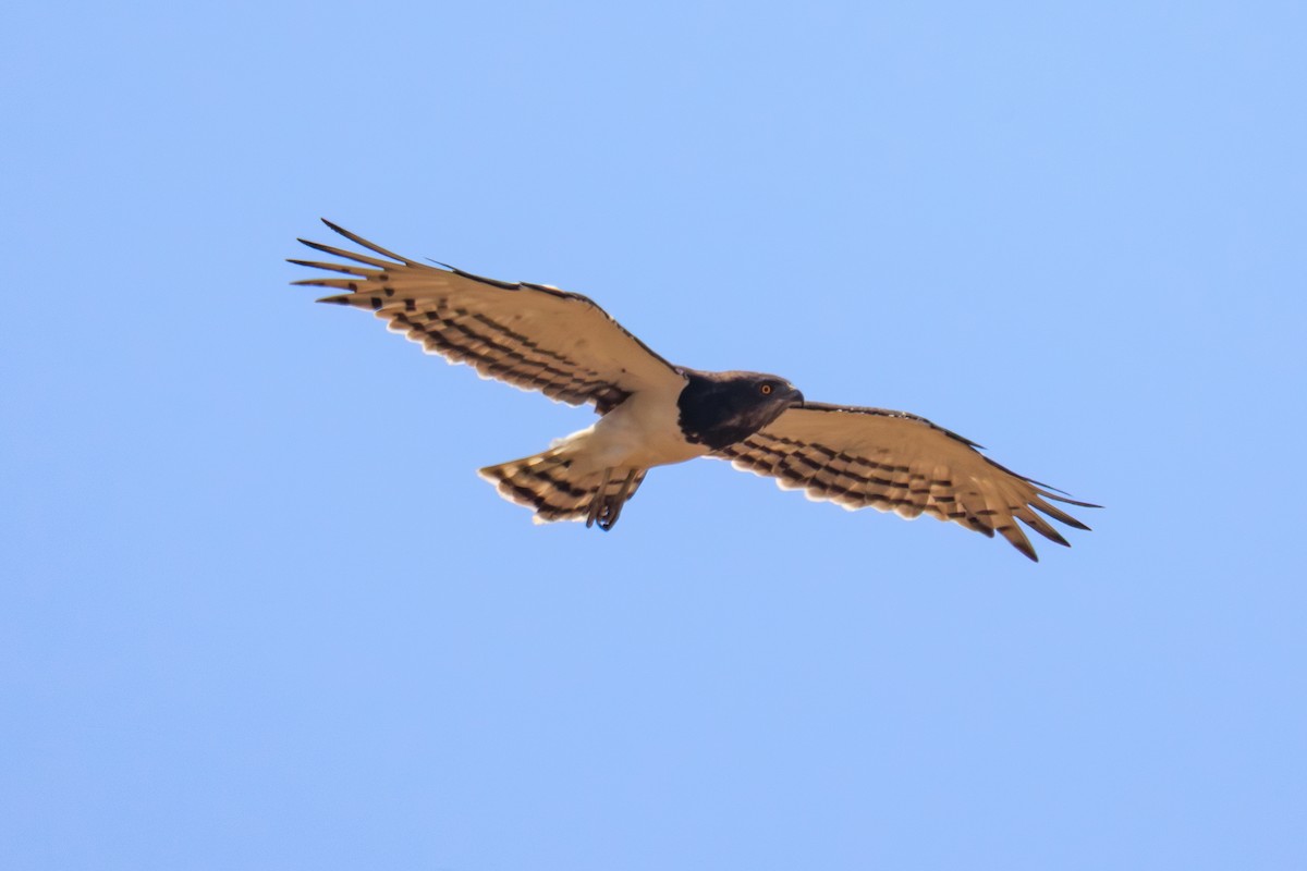 Black-chested Snake-Eagle - ML635312474