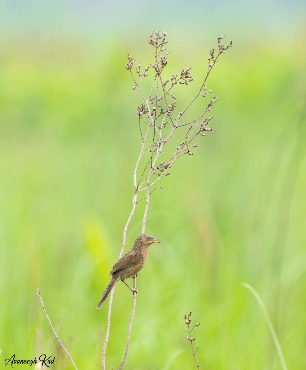 Striated Babbler - ML635312476