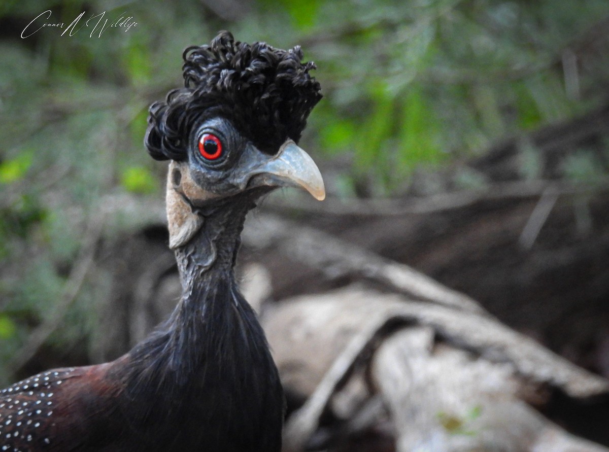 Southern Crested Guineafowl - ML635312508