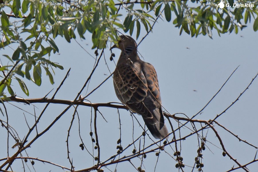 Oriental Turtle-Dove - ML635312655