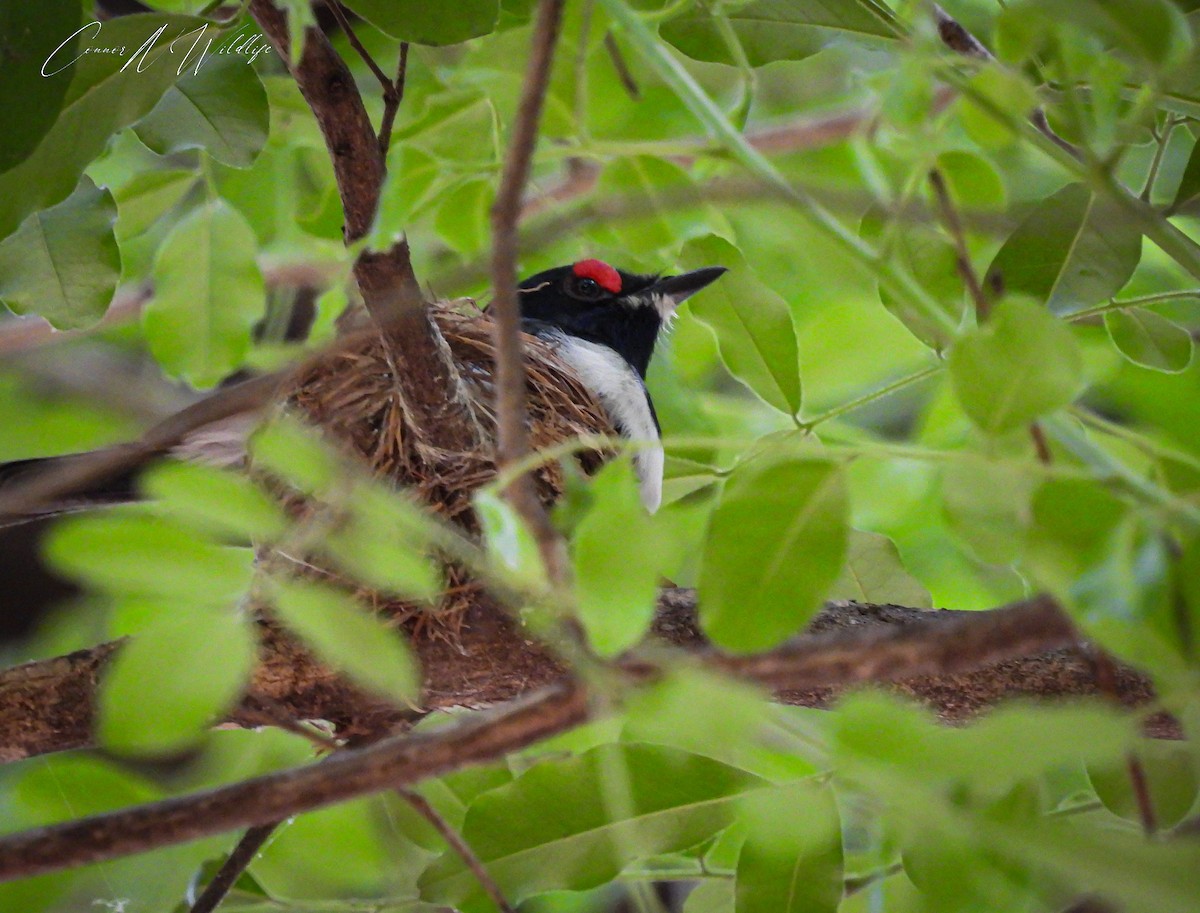 Black-throated Wattle-eye - ML635312683