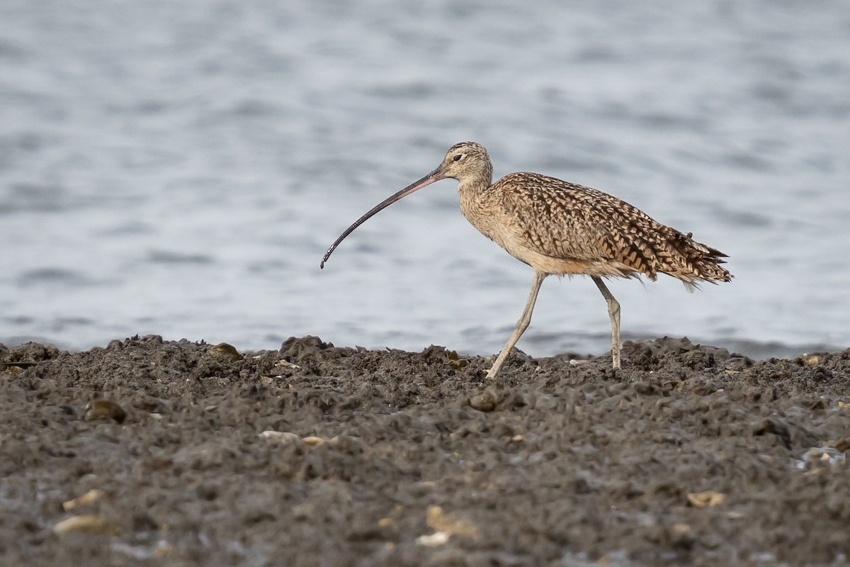 Long-billed Curlew - ML635312716