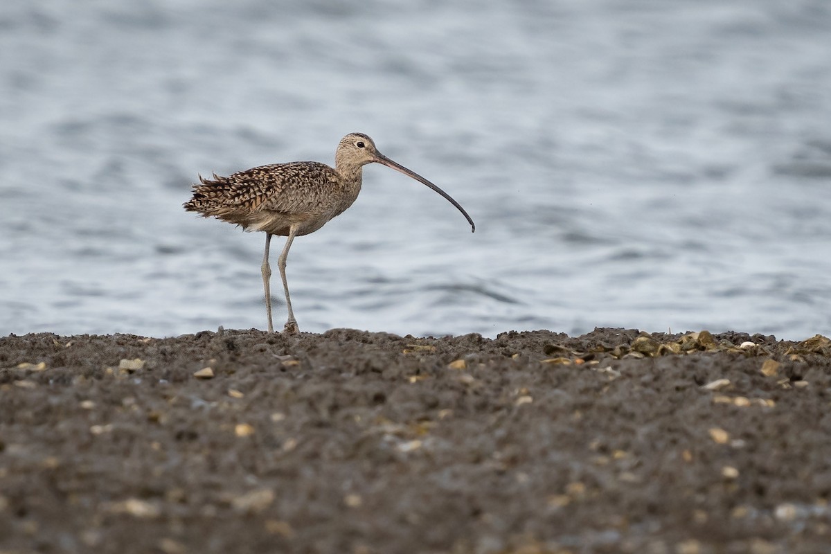 Long-billed Curlew - ML635312723