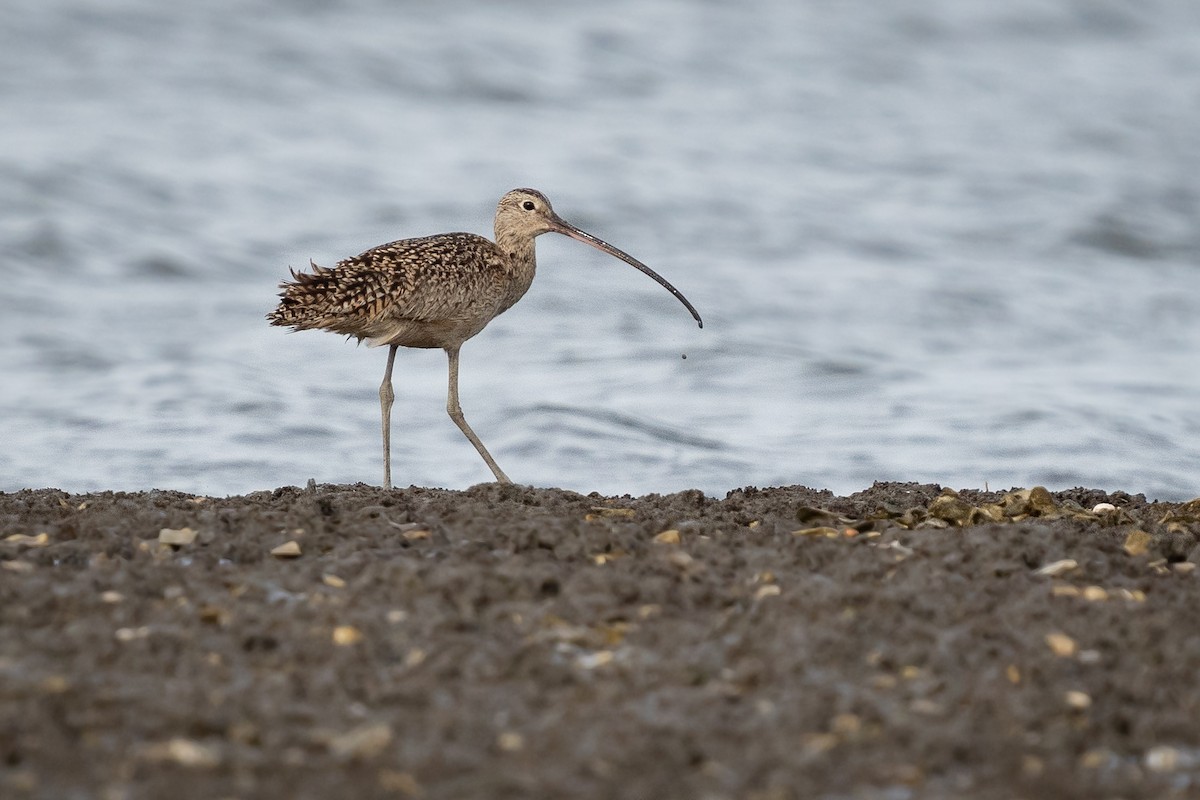Long-billed Curlew - ML635312724