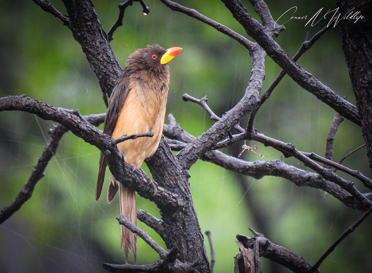 Yellow-billed Oxpecker - ML635312731